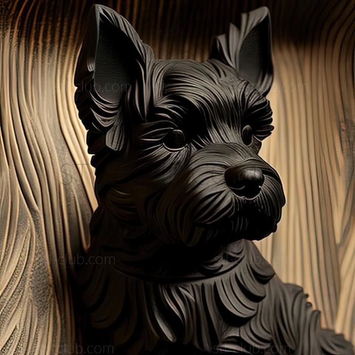 st Black Terrier dog